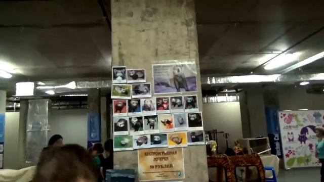 Выставка животных в Спб(змеи,грызуны и кошки)) смотреть онлайн