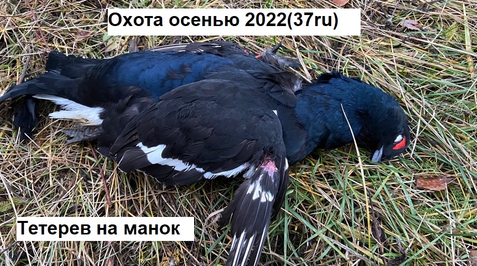 Тетерев на манок. Охота на тетерева осенью с подхода и с манком!!!! смотреть онлайн