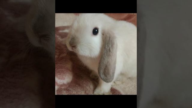 Кролики породы Вислоухий баран смотреть онлайн