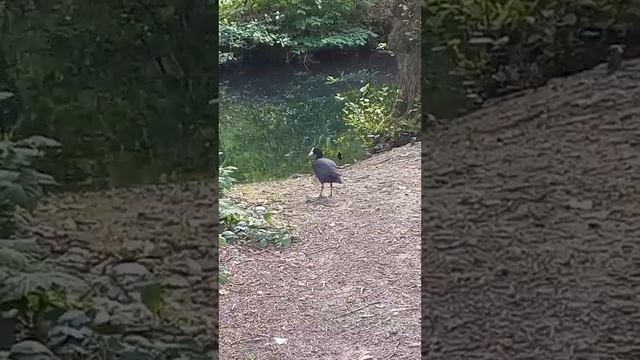 how to wash a dog outside the house?/как помыть собаку вне дома? смотреть онлайн