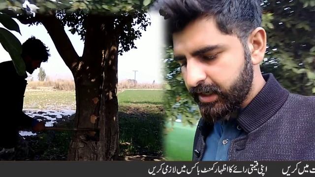 Why my Fruit plants is not bearing fruit / Its Problem and solution | Mango, jaman and fruit farmin смотреть онлайн