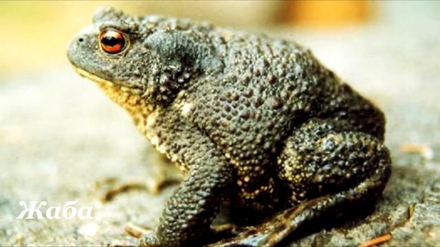 Земноводные животные России. Интересное видео. Познавательное видео для детей. смотреть онлайн