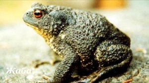 Земноводные животные России. Интересное видео. Познавательное видео для детей.