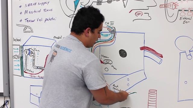 Special Senses | External & Middle Ear Anatomy смотреть онлайн