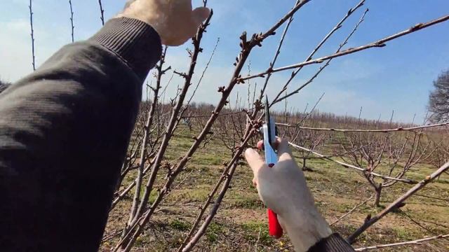 How to prune cherry trees on KGB training system смотреть онлайн