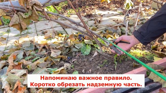 Пересадка взрослого куста винограда осенью. смотреть онлайн