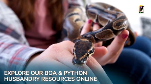 Boa and Python Husbandry Resources Online | All Creatures Veterinary Care Center in Sewell, NJ смотреть онлайн
