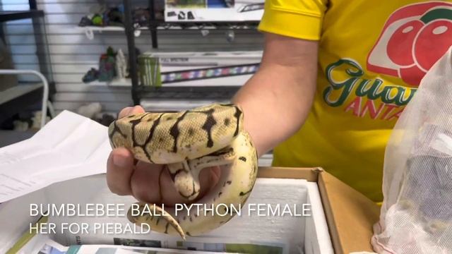 Big River Reptiles 9-5-22 смотреть онлайн