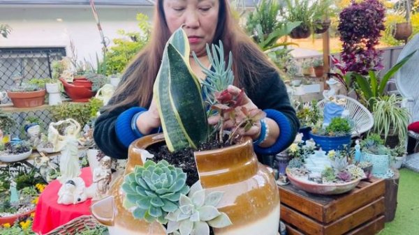Succulent Arrangement in Drift Ceramic Jar