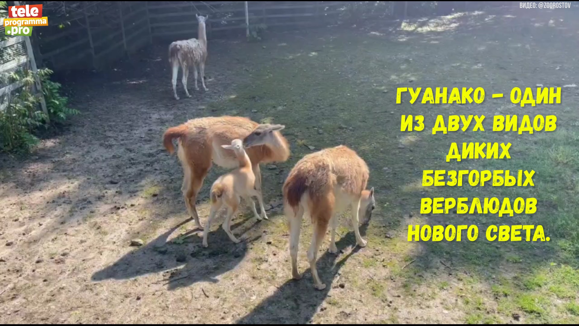 Беби-бум в ростовском зоопарке смотреть онлайн