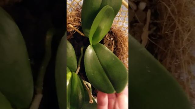 Mini orchid rescues replanted in wire baskets, moss, Coco coir fiber & bark new leaves &spikes смотреть онлайн