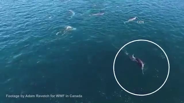 Never seen before behaviour: Narwhal whale uses its tusk to stun cod смотреть онлайн