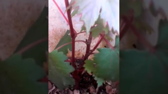 July Update on my ?Red Globe Grape Seedlings смотреть онлайн