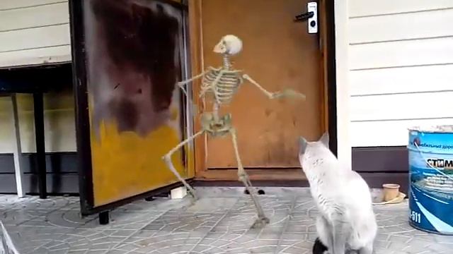 Моему коту плохо смотреть онлайн
