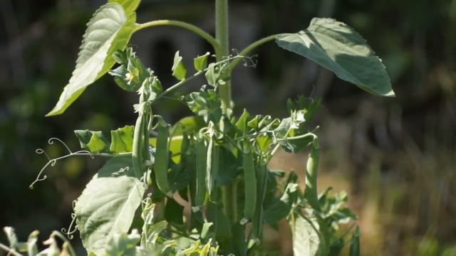 Горох на Подсолнухе! смотреть онлайн