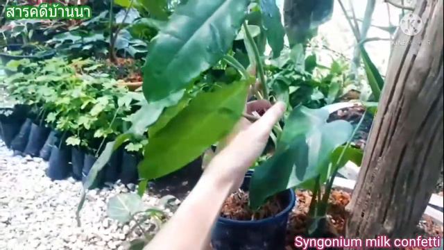 Syngonium milk confetti. รีวิวเงินไหลมามิ้ลคอนเฟตตี้ #syngonium #เงินไหลมา #Syngoniummilkconfetti смотреть онлайн