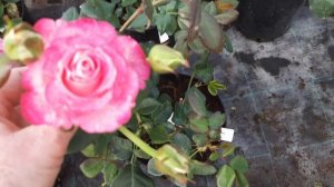 95#Питомник Грандифлора в Никитском//Розы//Клематисы//Хвойники//25.08.23???