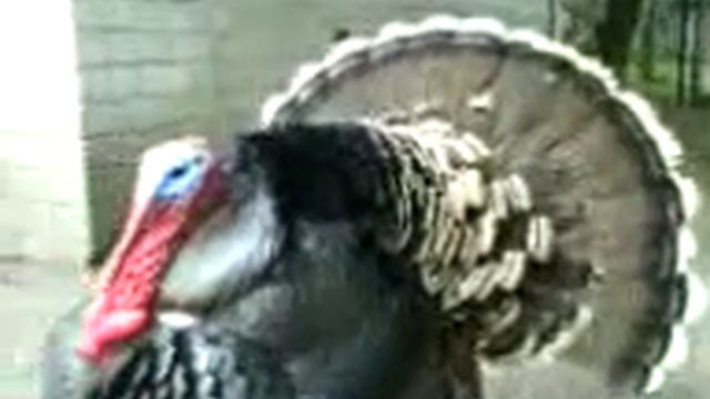 Самый большой индюк!!!! смотреть онлайн