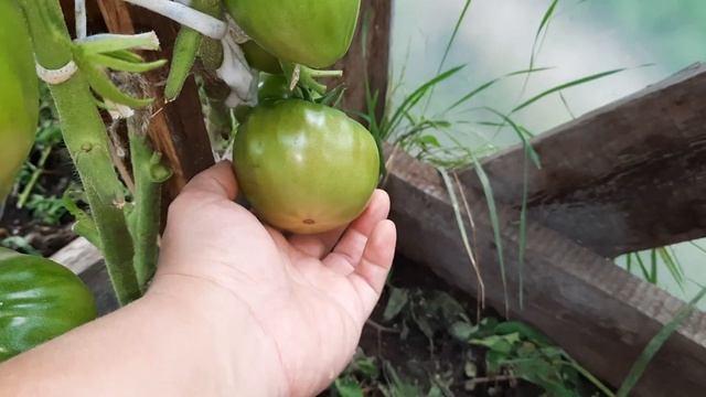 Томат Чёрный Оксхард, красивые сердца. Обзор томатов по сортам на 7.8.21