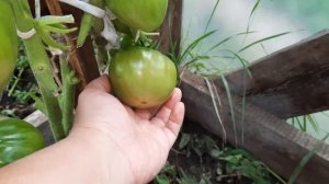 Томат Чёрный Оксхард, красивые сердца. Обзор томатов по сортам на 7.8.21