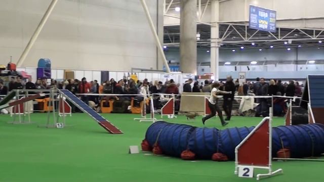 Чемпионат Украины 2013. Аджилити. Резник Анна