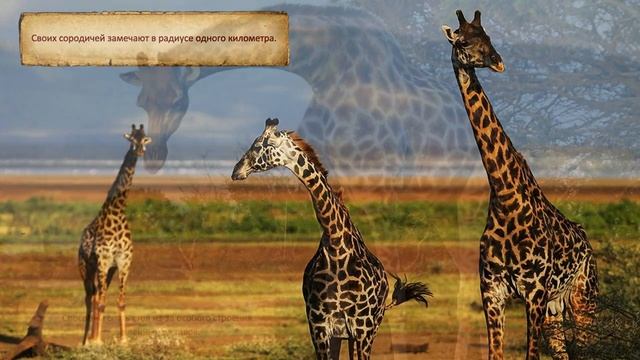 Animal World Жирафы Интересные факты Giraffes Interesting Facts