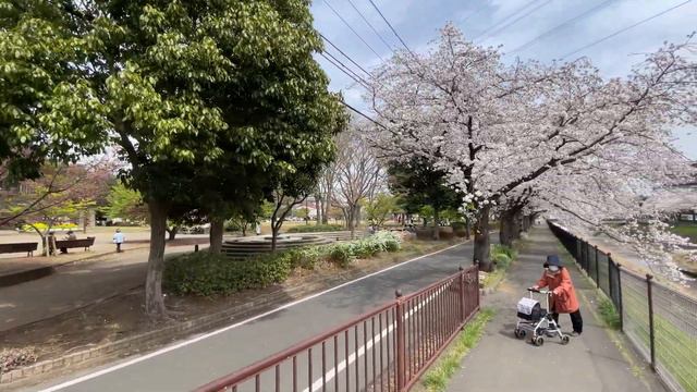 🇯🇵 Japan Cherry Blossom - Tama City, Tokyo 2022