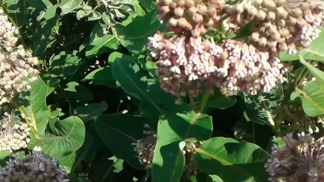 Цветет ваточник сирийский отличный медонос смотреть онлайн