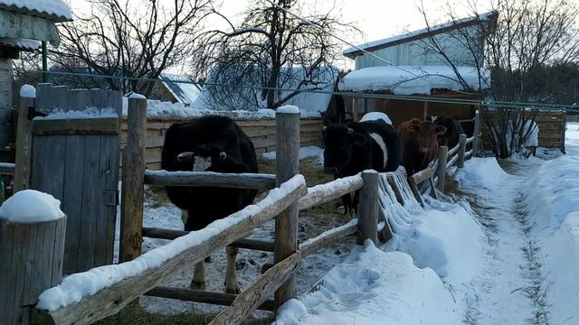 Как и чем кормим свой крупно-рогатый скот смотреть онлайн