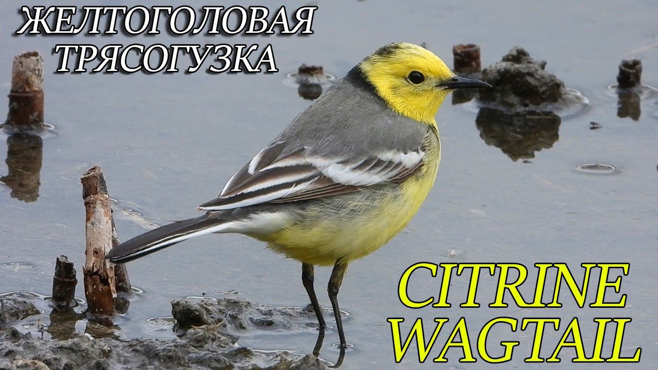 Citrine Wagtail / Желтоголовая Трясогузка смотреть онлайн