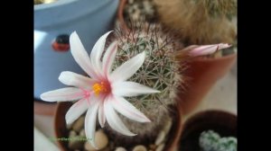 ОПРЕДЕЛЯЕМ НАЗВАНИЯ КАКТУСОВ. ФОТОГРАФИИ  КАКТУСОВ  С  УКАЗАНИЕМ  РОДА И ВИДА.