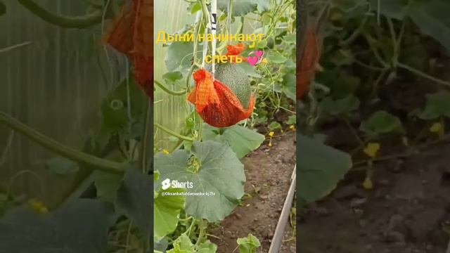 дыни 🍈 смотреть онлайн