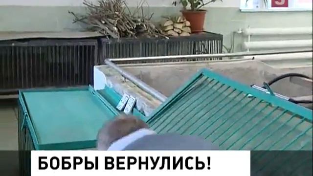Бобры на водохранилище смотреть онлайн