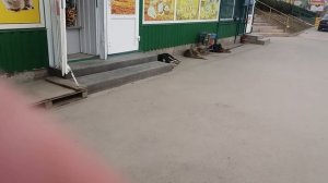 Отпугиватель Бродячих Собак.Пробуем на деле,большой тест.Dog Repeller.