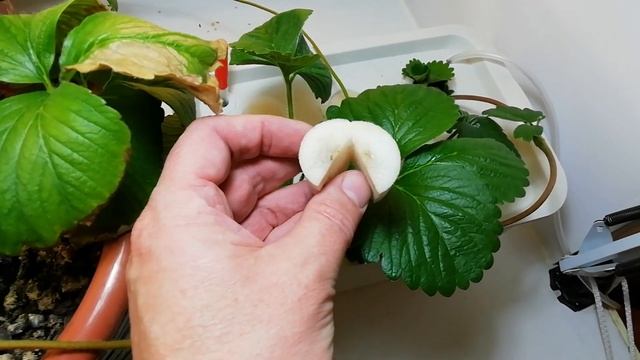 Выращивание дома ремонтантная клубника земляника strawberry на окне 14.09.19. Гидропоника ошибка. смотреть онлайн