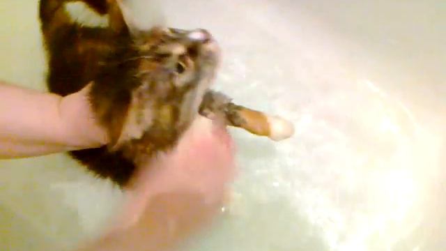 Кошка умывается смотреть онлайн