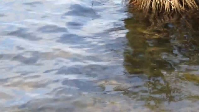Озеро Белое Бордуковское смотреть онлайн