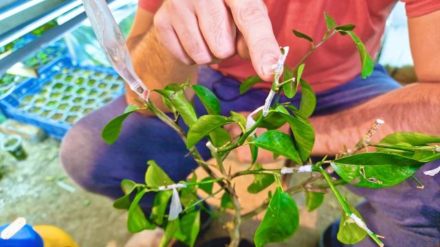 Как вырастить МАНДАРИН из магазина ДОМА! Легко и Просто! Прививка или укоренение бесплатных черенко