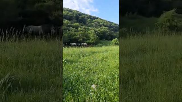 Комиссардан токтоду кок бее. смотреть онлайн