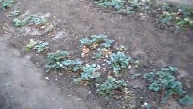 Почему МЫ НЕ ПЕРЕСАЖИВАЕМ КЛУБНИКУ В АВГУСТЕ 2018 ГОДА смотреть онлайн