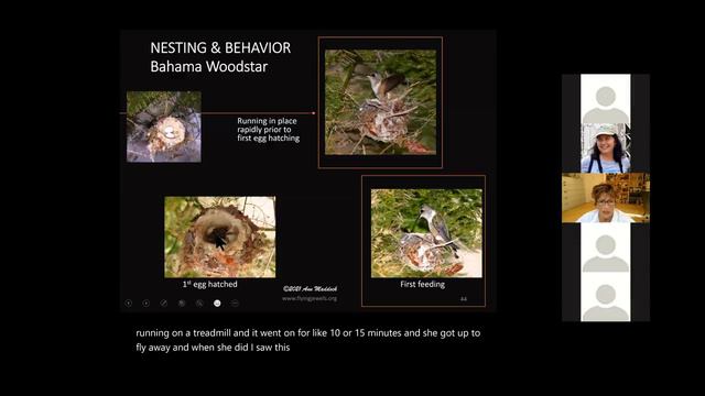 Flying Jewels: A Photographic Journey of Select Hummingbird Species of the US and The Bahamas. смотреть онлайн