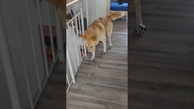 Husky American Akita Mix wearing CLAWGS (dog boots alternative) for the first time смотреть онлайн