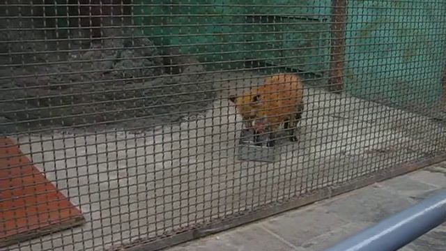 Лиса мясо пытается спрятать смотреть онлайн