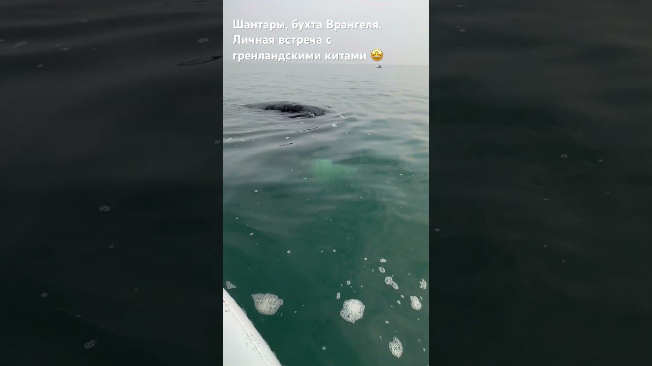 Встреча с гренландскими китами #шантары #гренладскийкит смотреть онлайн