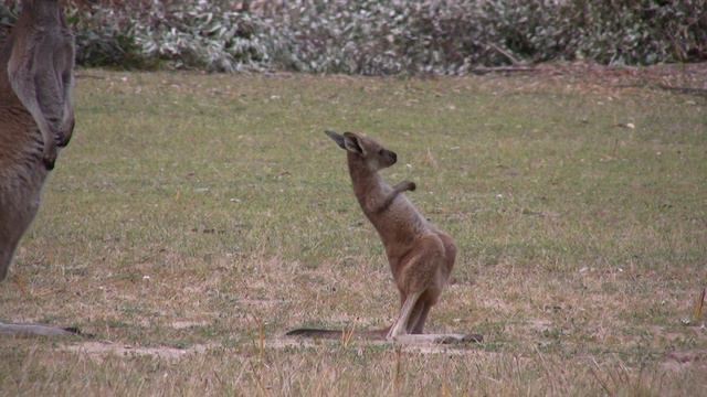 неуклюжий кенгуренок смотреть онлайн