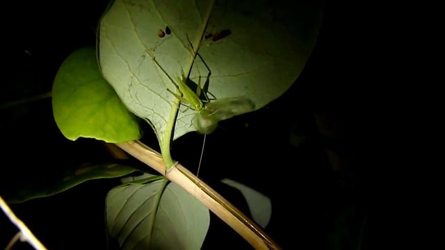 Соло стеблевого сверчка .Oecanthus sp. смотреть онлайн