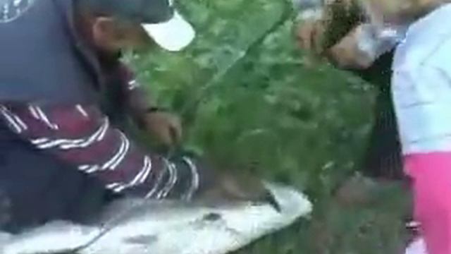 Amur al pravi смотреть онлайн