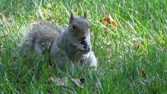 Белка песенки поет, да орешки все грызет смотреть онлайн