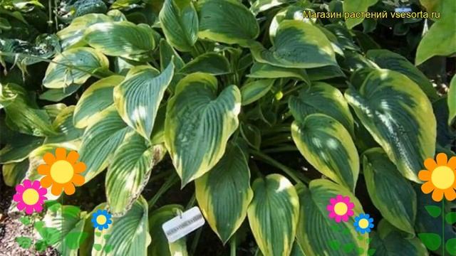 Хоста гибридная Альватин Тейлор. Краткий обзор, описание характеристик hosta hybrida Alvatine Taylo смотреть онлайн