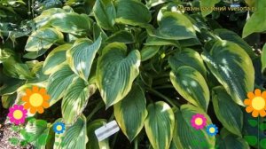 Хоста гибридная Альватин Тейлор. Краткий обзор, описание характеристик hosta hybrida Alvatine Taylo
